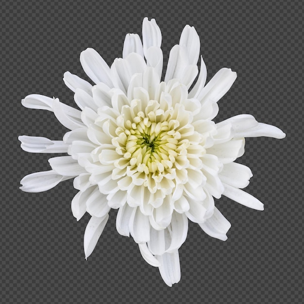 Rendu Isolé De Fleur De Chrysanthème Blanc