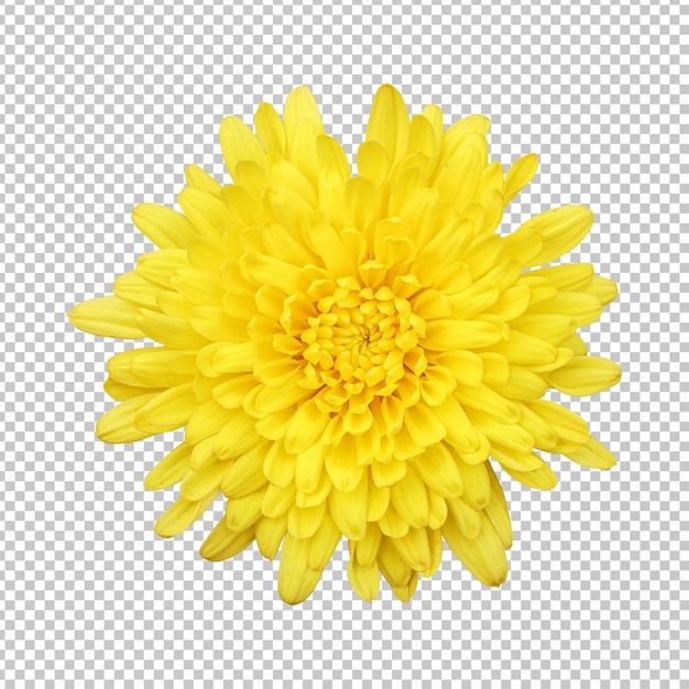 PSD rendu isolé de fleur de chrysanthème jaune