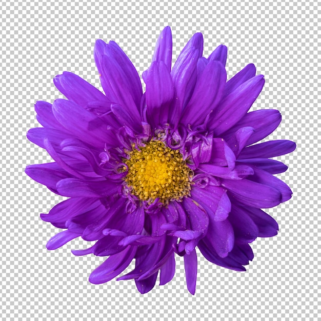 Rendu Isolé De Fleur De Chrysanthème Violet