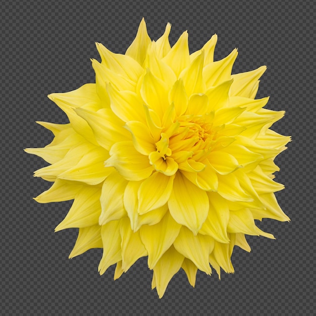 PSD rendu isolé de fleur de dahlia jaune