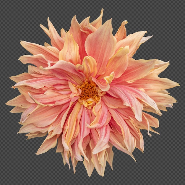 PSD rendu isolé de fleur de dahlia orange