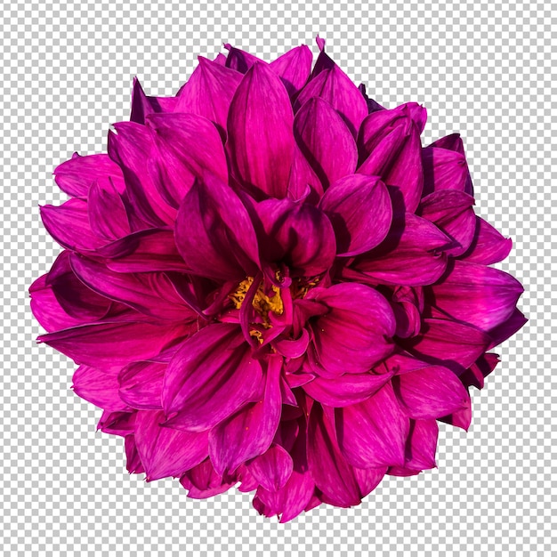 Rendu isolé de fleur de dahlia rose