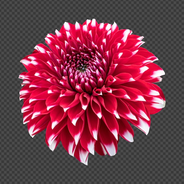 PSD rendu isolé de fleur de dahlia rouge