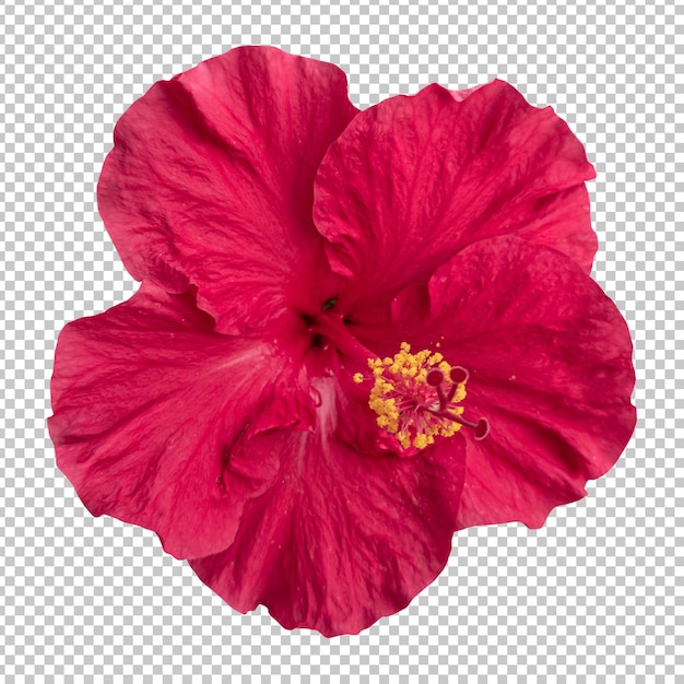 PSD rendu isolé de fleur d'hibiscus marron