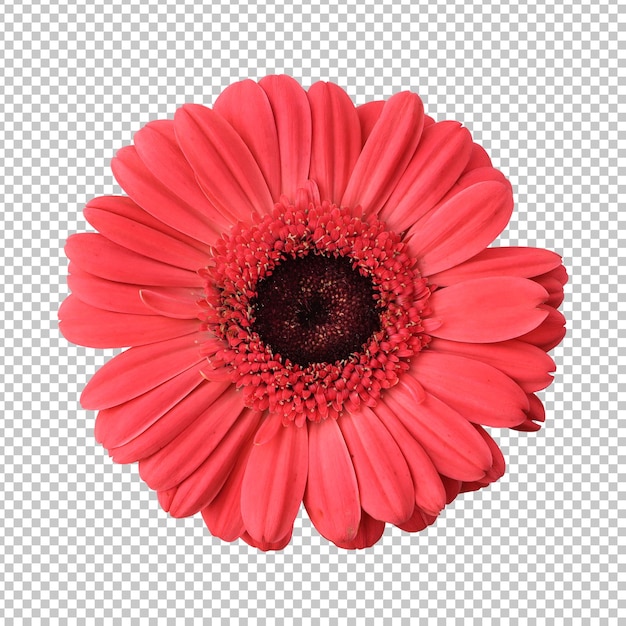 PSD rendu isolé de fleur de marguerite gerbera rouge