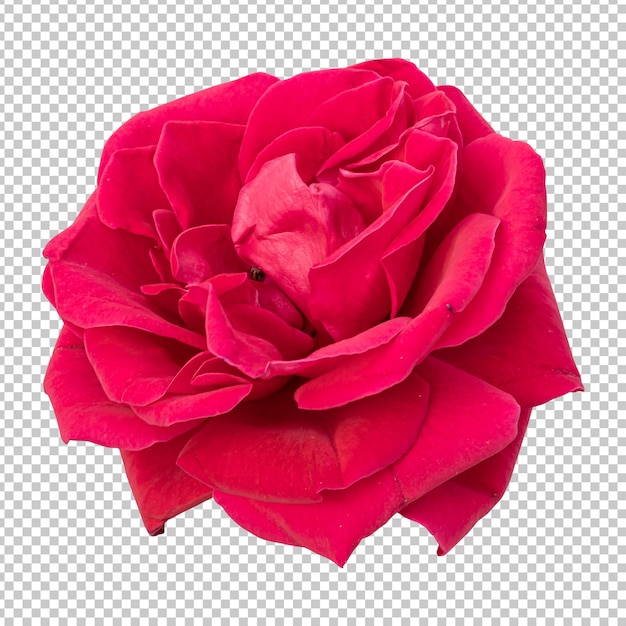 PSD rendu isolé de fleur rose marron