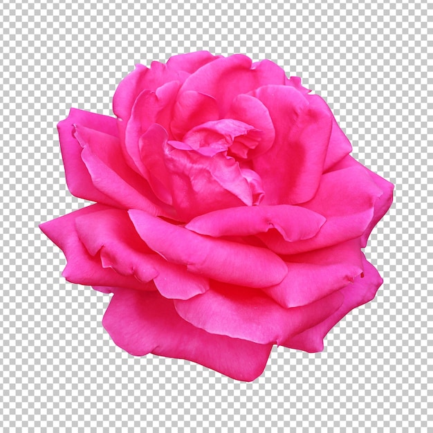 PSD rendu isolé de fleur rose rose