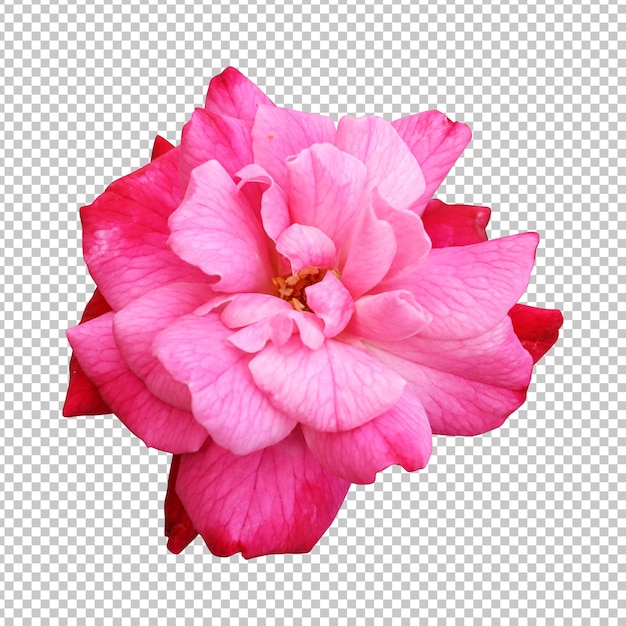 Rendu Isolé De Fleur Rose Rose