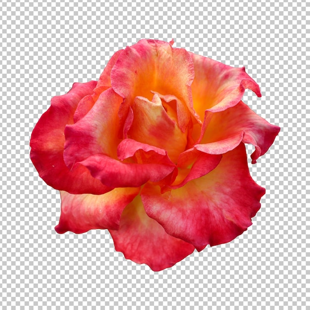 Rendu isolé de fleur rose rouge