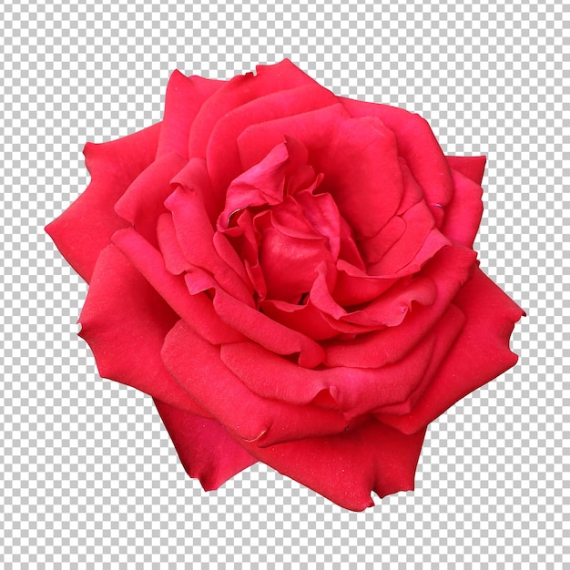 Rendu isolé de fleur rose rouge