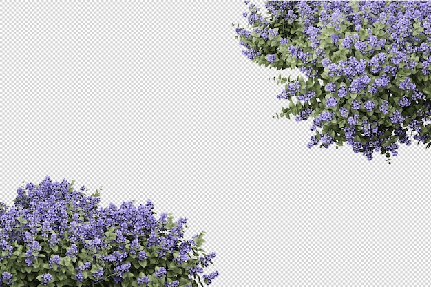 PSD rendu isométrique de l'arbre à fleurs isolé