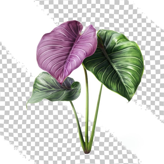 PSD rendu numérique 3d d'alocasia macrorrhiza isolé sur fond blanc