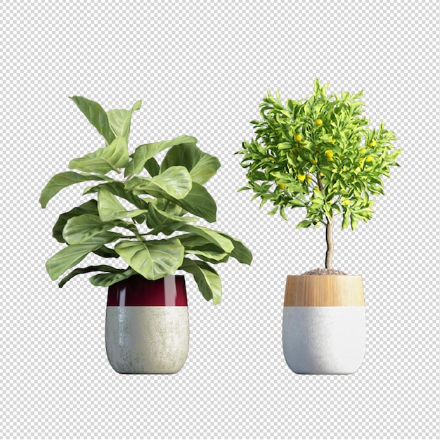 Rendu De Plantes Isolées 3d