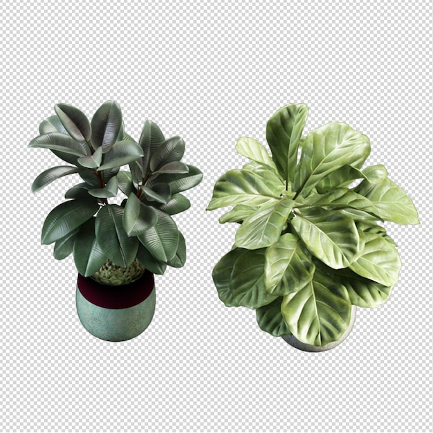 Rendu de plantes isolées 3d