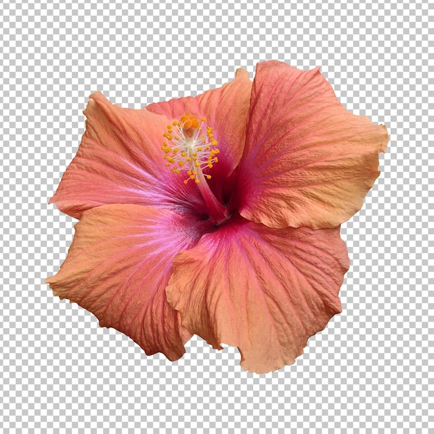 PSD representação isolada de flores de hibisco laranja rosa