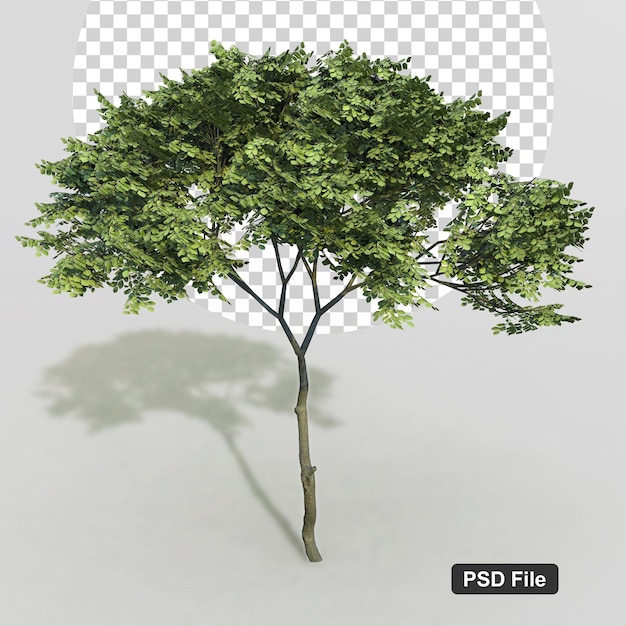 Representación 3D árbol de objeto de naturaleza aislado