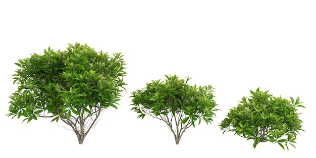 Representación en 3D de árboles de arbusto de papel edgeworthia en un fondo transparente