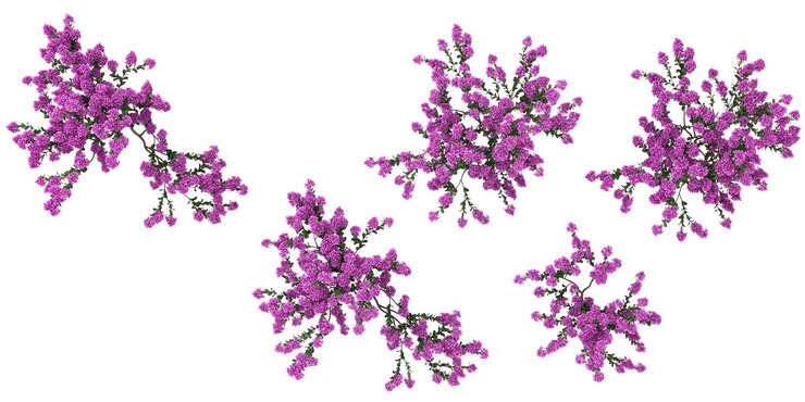 PSD representación en 3d de árboles de mirto crepe en un fondo transparente desde la vista superior