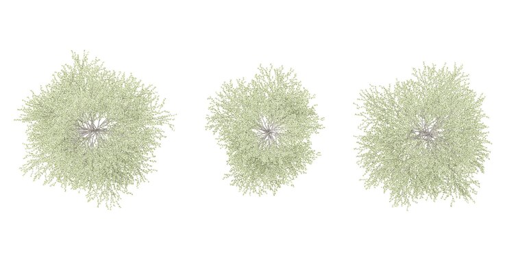 PSD representación en 3d de los árboles terminalia mantaly en un fondo transparente desde la vista superior