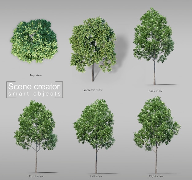 Representación 3D de árboles de zanahoria