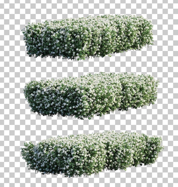 Representación 3d de arbustos euphorbia milii