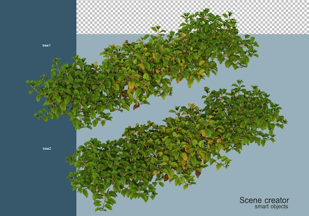 Representación 3d de arbustos en flor aislados