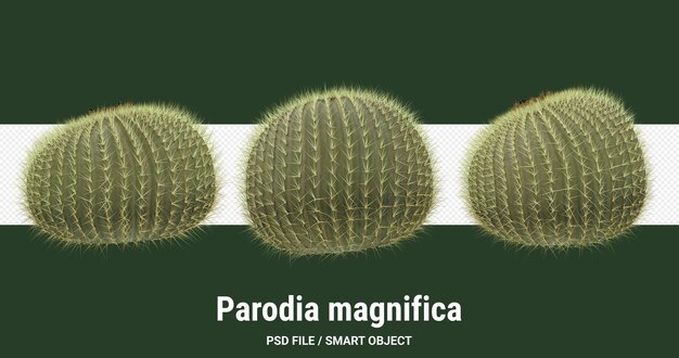 PSD representación 3d de cactus aislado