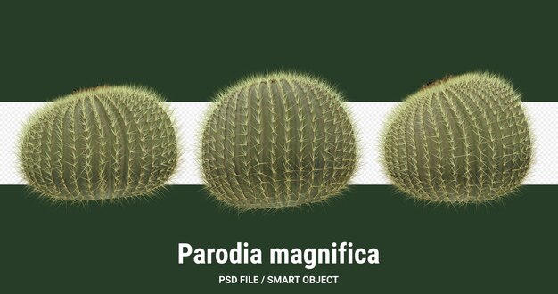 Representación 3d de cactus aislado