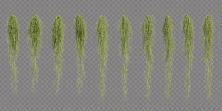 PSD representación 3d de casuarina glauca