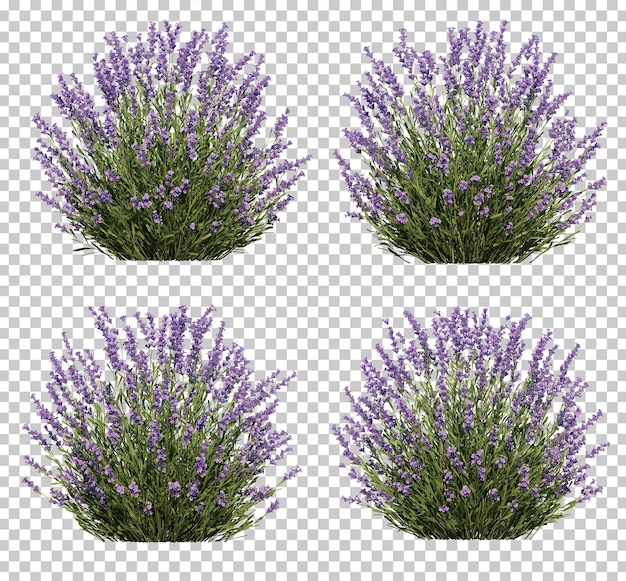 PSD representación 3d de la colección de árboles de lavanda