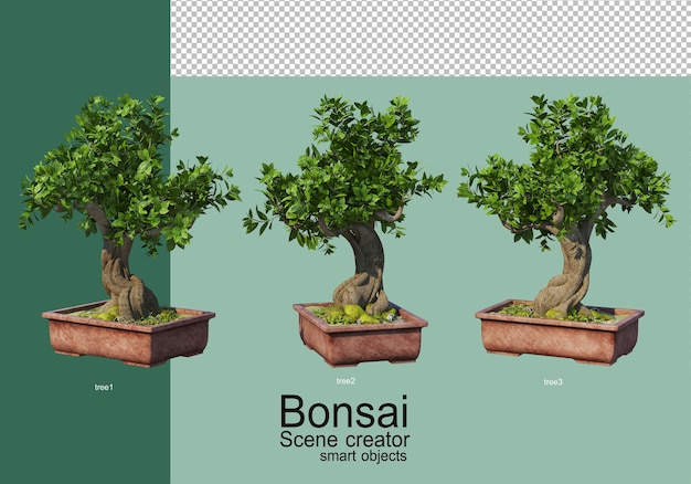 Representación 3d de la disposición de los árboles bonsai