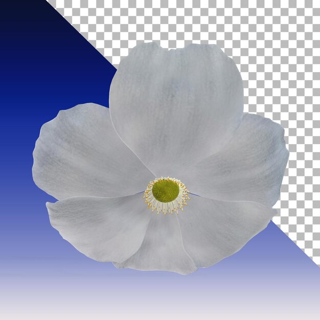 PSD representación 3d de flor de anémona fresca aislada