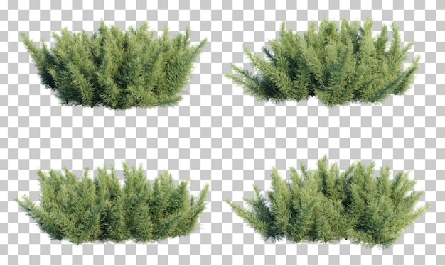 Representación 3D de helecho de espárragos