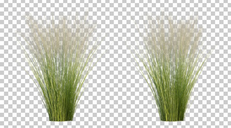 PSD representación 3d de la hierba de plumas mexicana