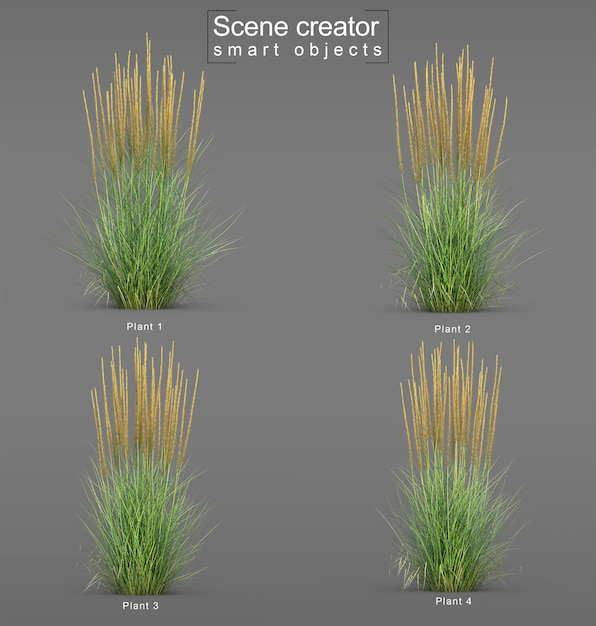 Representación 3d de karl foerster feather reed grass