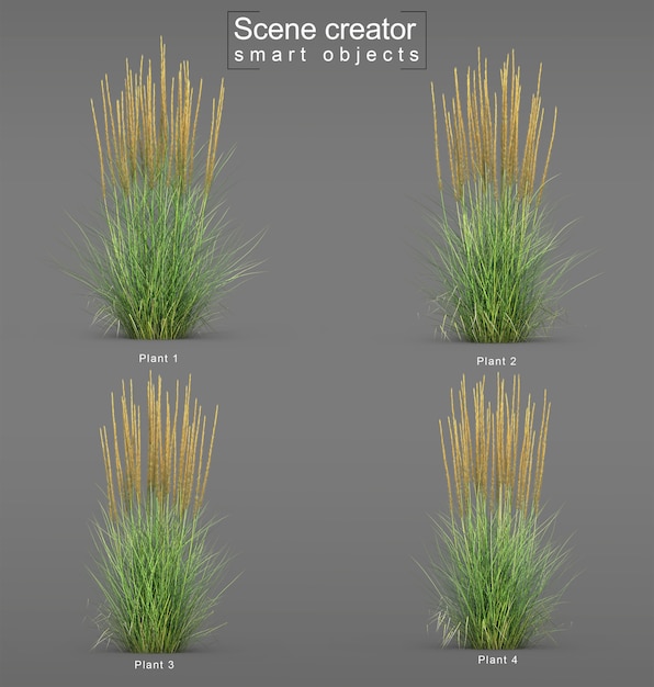 Representación 3D de Karl Foerster Feather Reed Grass