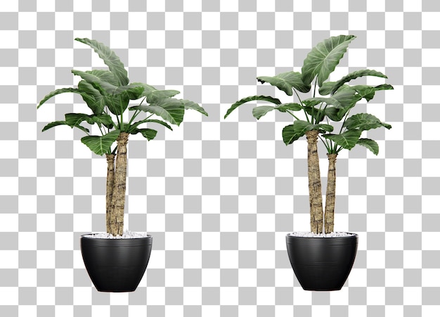 Representación 3d de maceta de planta tropical isométrica