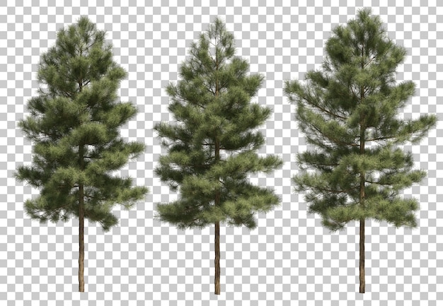 Representación 3d de pinus canariensis