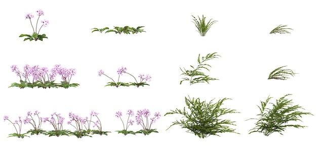 Representación en 3D de las plantas de Paraboeafern en un fondo transparente