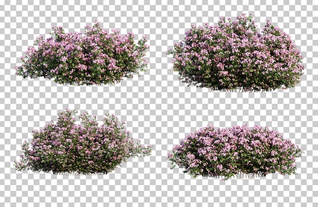 Representación 3D de Raphiolepis Indica