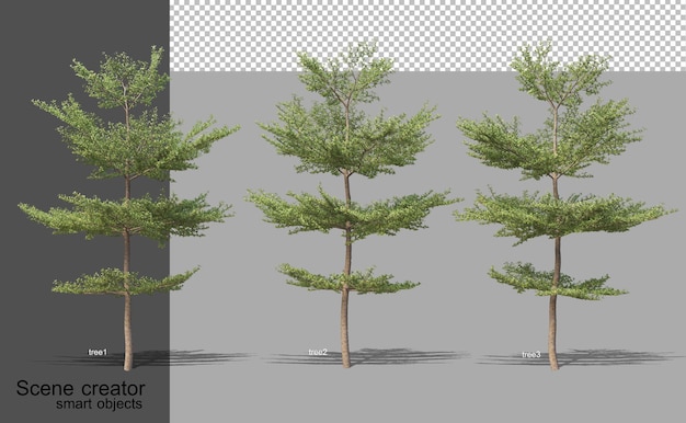 Representación 3D de varios tipos de árboles aislados