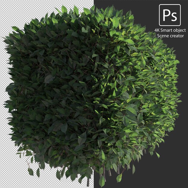 PSD representación 3d de varios tipos de arreglos de arbustos y setos.