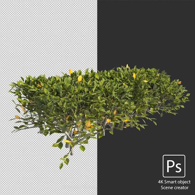 Representación 3D de varios tipos de arreglos de arbustos y setos.