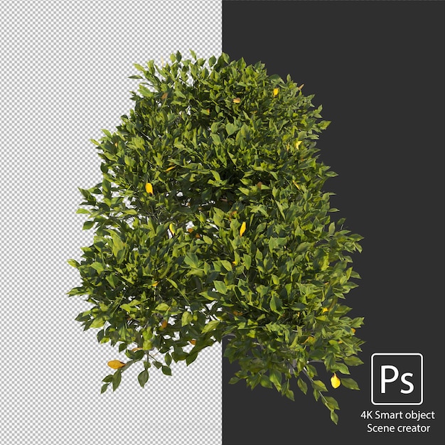 Representación 3D de varios tipos de arreglos de arbustos y setos.