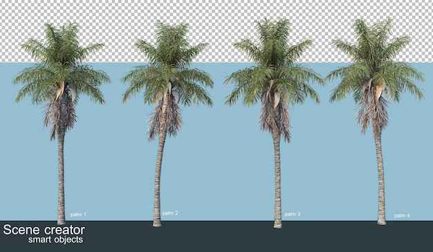 PSD representación 3d de varios tipos de palmeras.