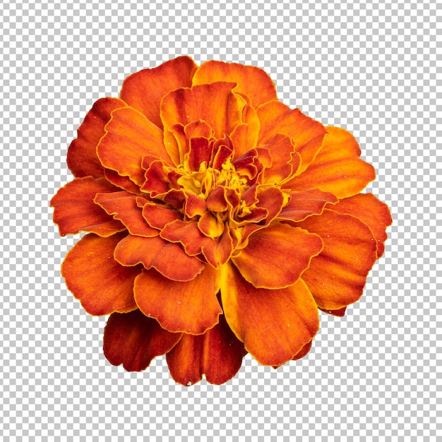 Representación aislada de flor de caléndula naranja roja