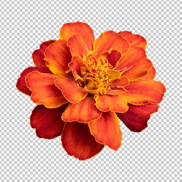 PSD representación aislada de flor de caléndula naranja roja