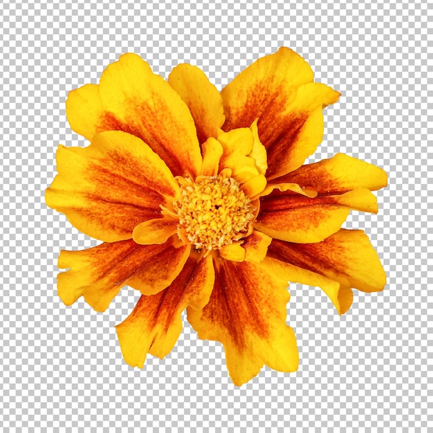PSD representación aislada de flor de caléndula roja amarilla
