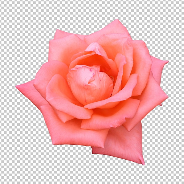 Representación aislada de la flor color de rosa anaranjado