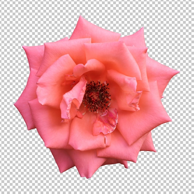 Representación aislada de la flor color de rosa anaranjado